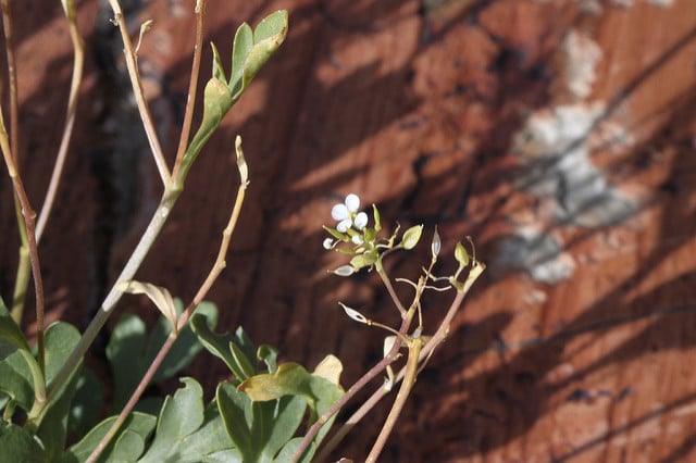 Lepidium montanum
