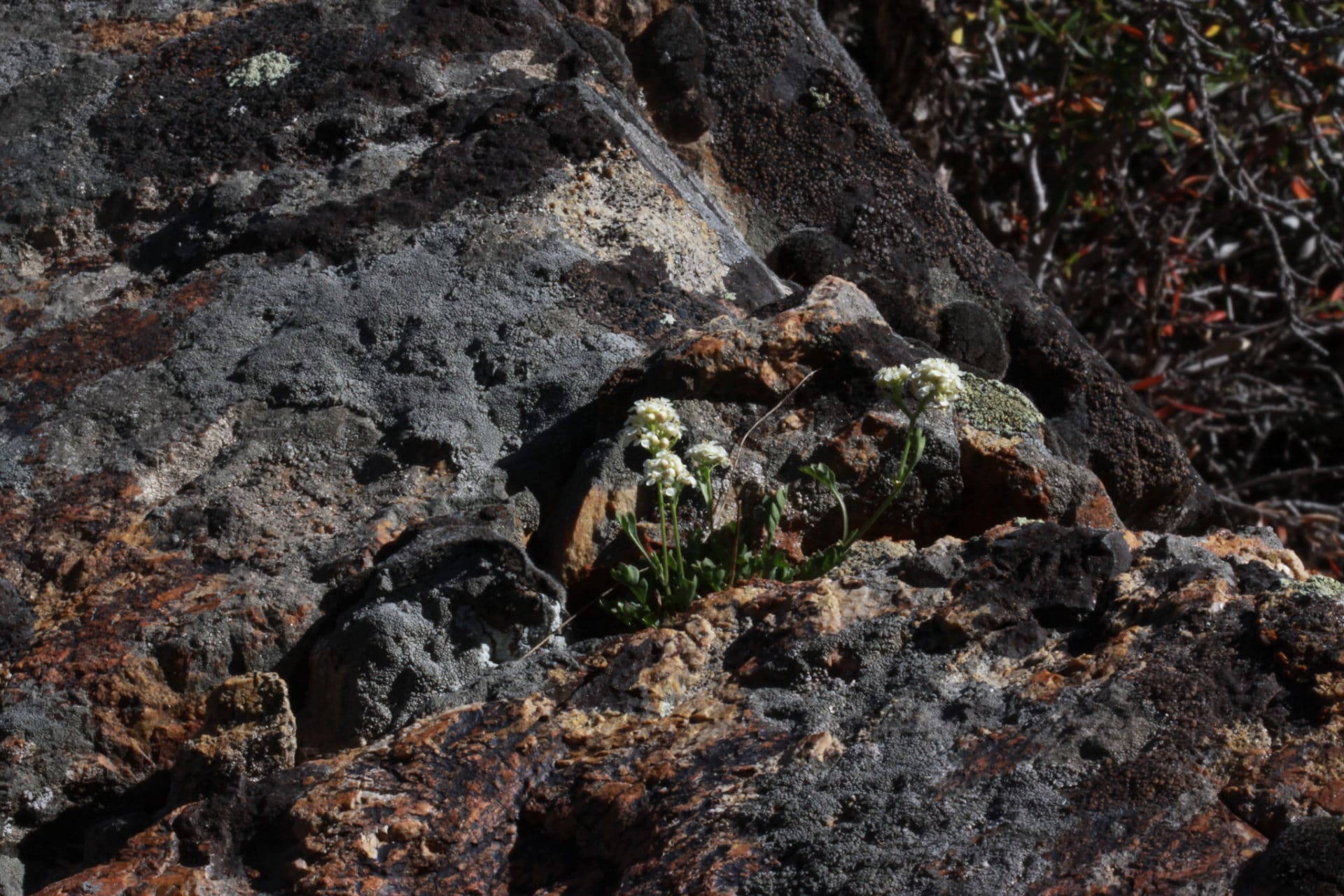 Lepidium montanum