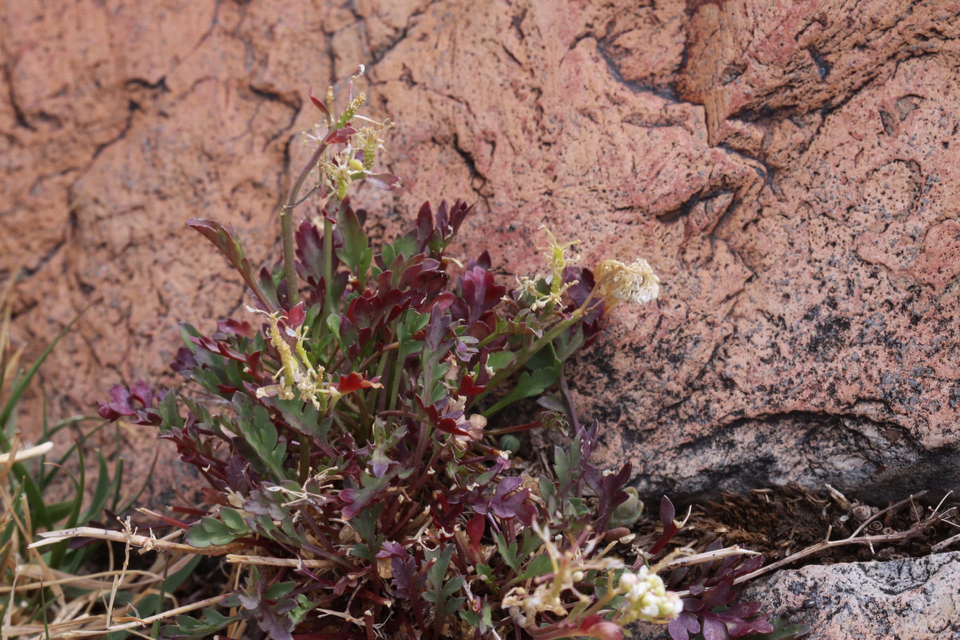 Lepidium montanum