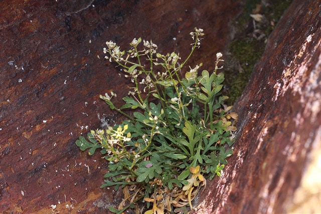 Lepidium montanum (Lepidium montanum)