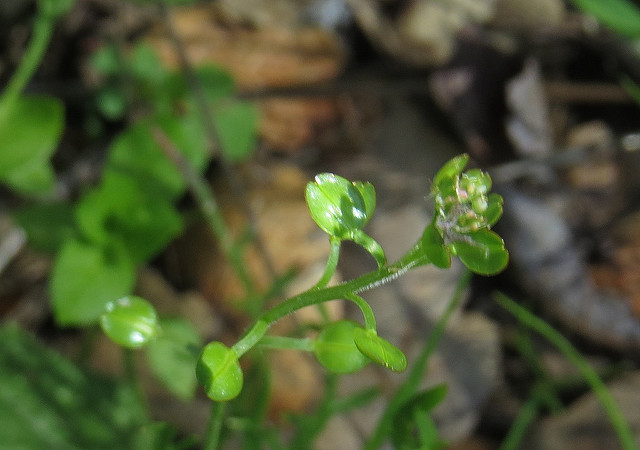 Lepidium nitidum