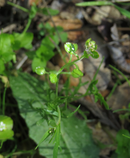 Lepidium nitidum