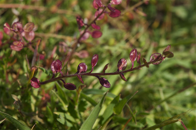 Lepidium nitidum