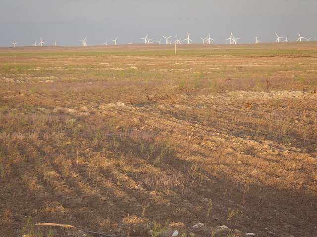 Passerage perfoliée (Lepidium perfoliatum)