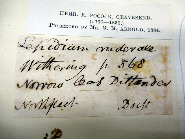 Passerage des décombres (Lepidium ruderale)