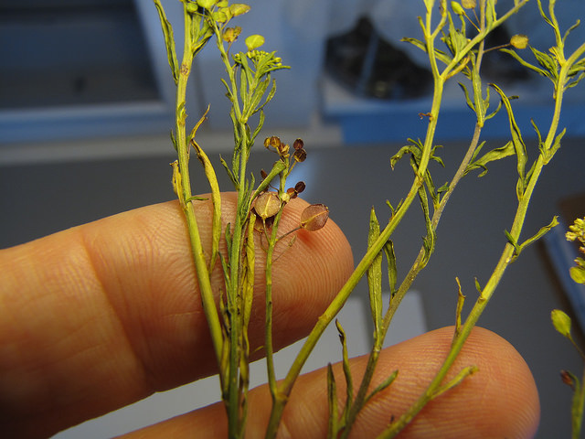 Passerage de virginie (Lepidium virginicum)