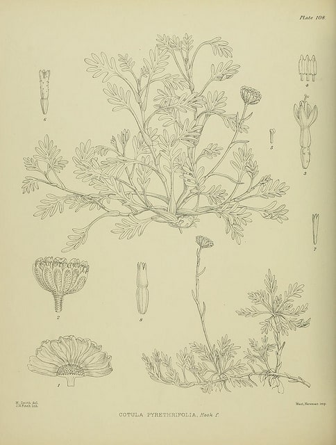 Leptinella pyrethrifolia (Leptinella pyrethrifolia)