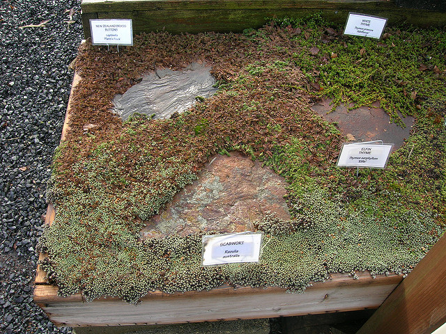 Cotule à bractées