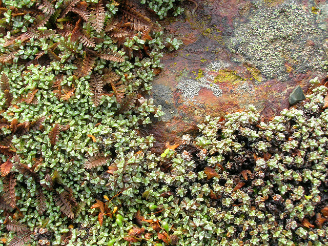 Cotule à bractées