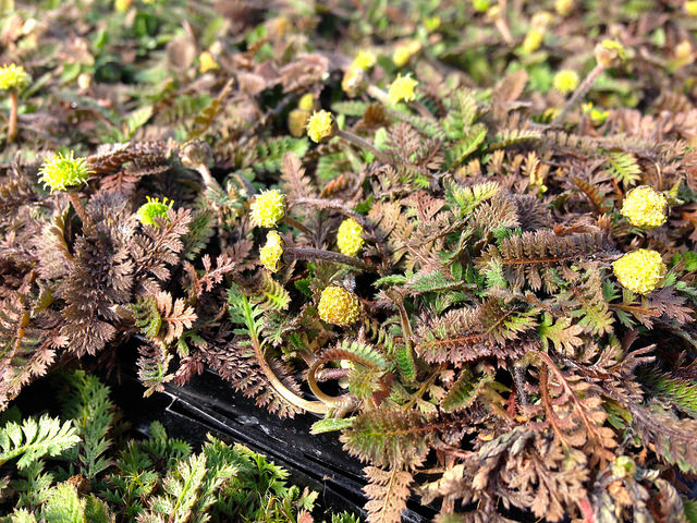 Cotule à bractées