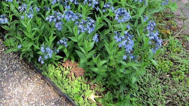 Cotule à bractées