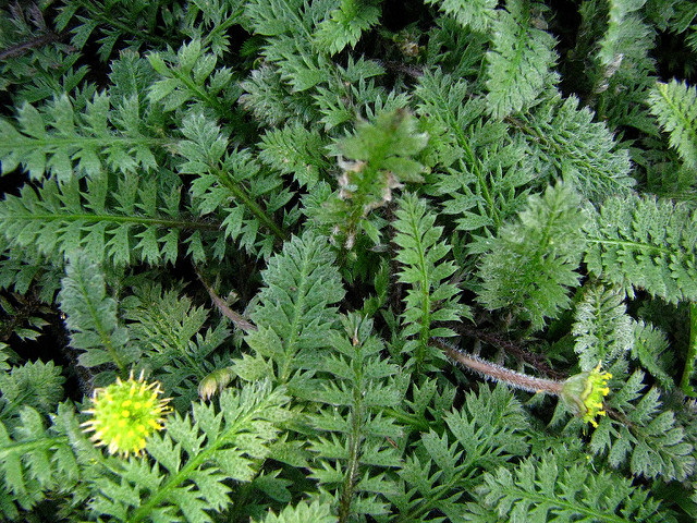 Cotule à bractées (Leptinella squalida)