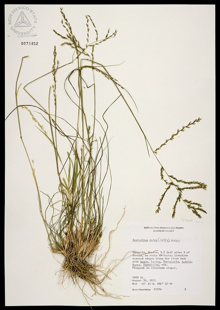 Leptochloa dubia
