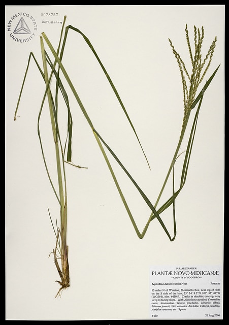 Leptochloa dubia
