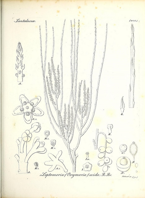 Leptomeria acida