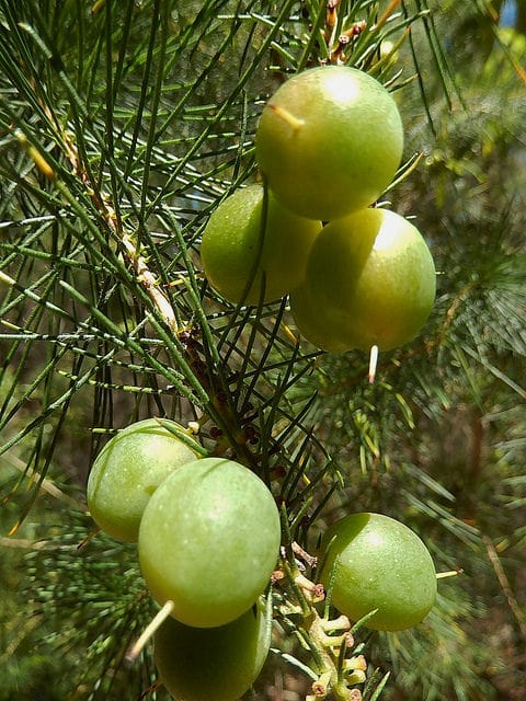 Leptomeria acida