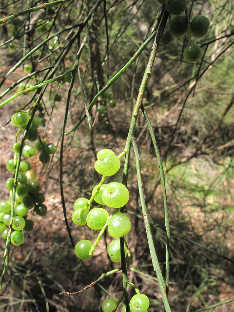 Leptomeria acida