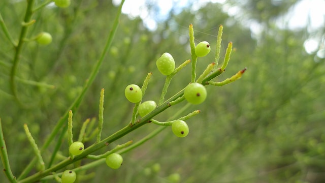 Leptomeria acida