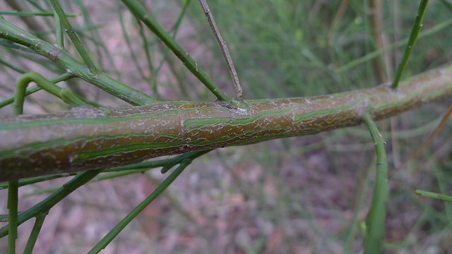 Leptomeria acida