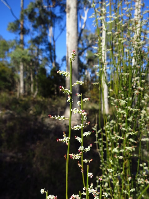 Leptomeria drupacea