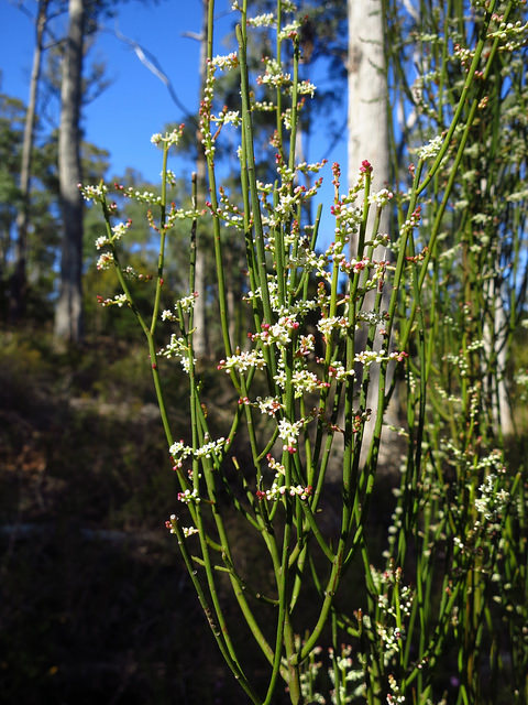Leptomeria drupacea
