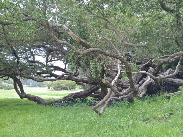 Leptospermum laevigatum