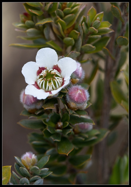 Leptospermum lanigerum