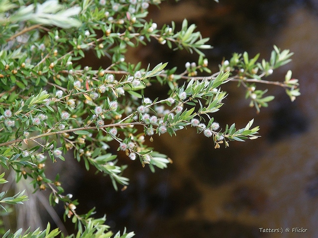 Leptospermum lanigerum