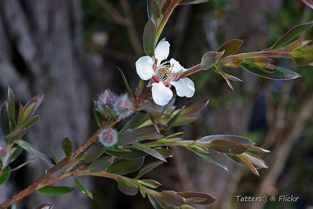 Leptospermum lanigerum (Leptospermum lanigerum)