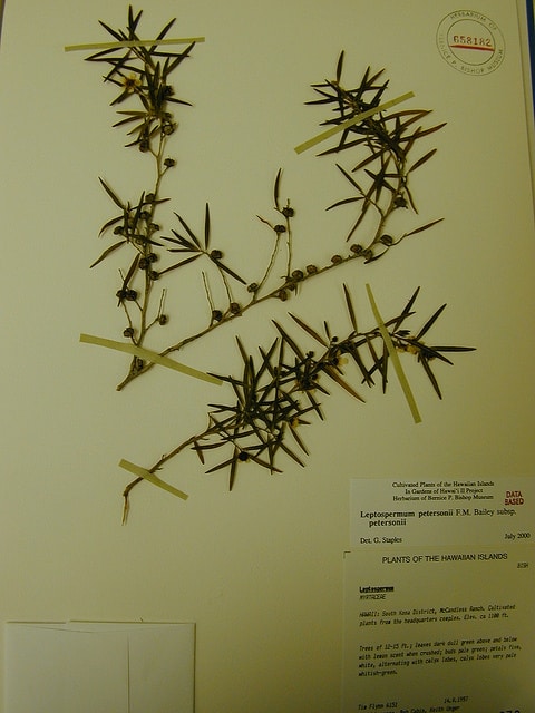 Leptospermum petersonii