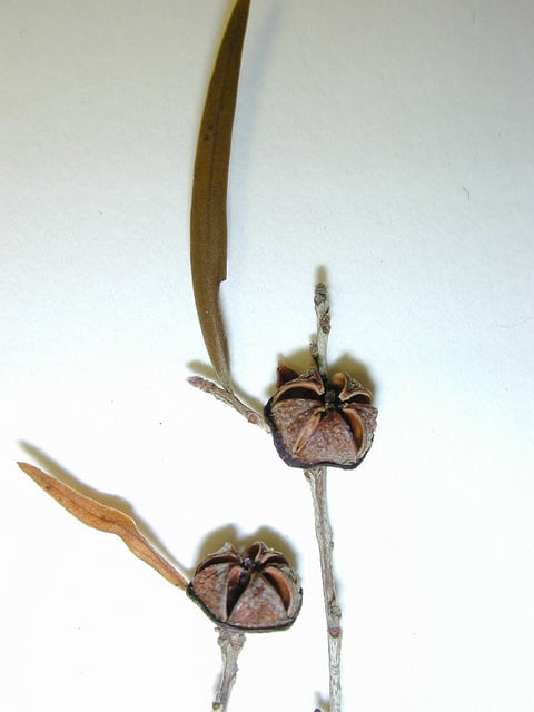 Leptospermum petersonii