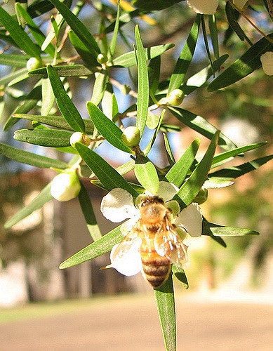 Leptospermum petersonii