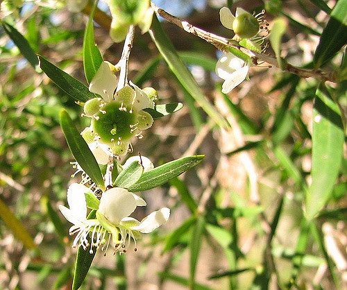 Leptospermum petersonii