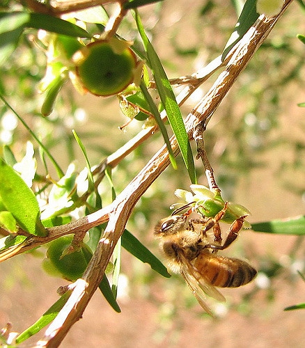 Leptospermum petersonii
