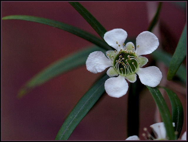 Leptospermum petersonii
