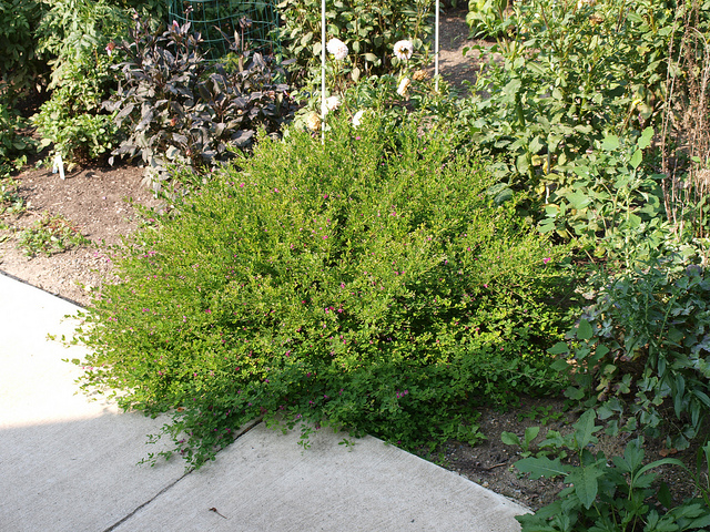 Lespedeza bicolor