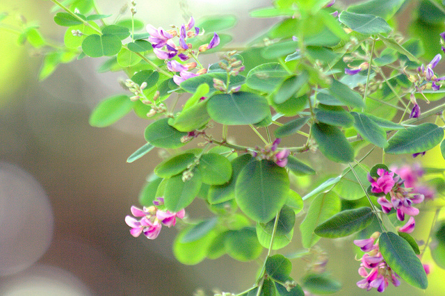 Lespedeza bicolor