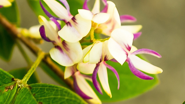 Lespédéza (Lespedeza buergeri)