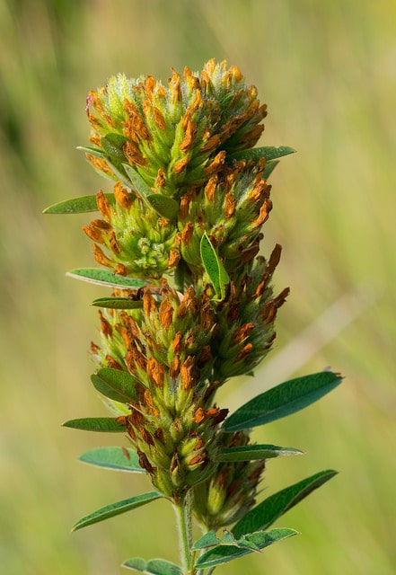 Hedysarum frutescens