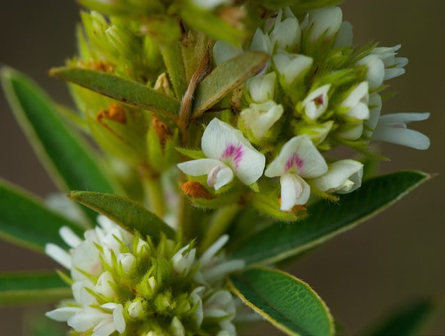 Hedysarum frutescens