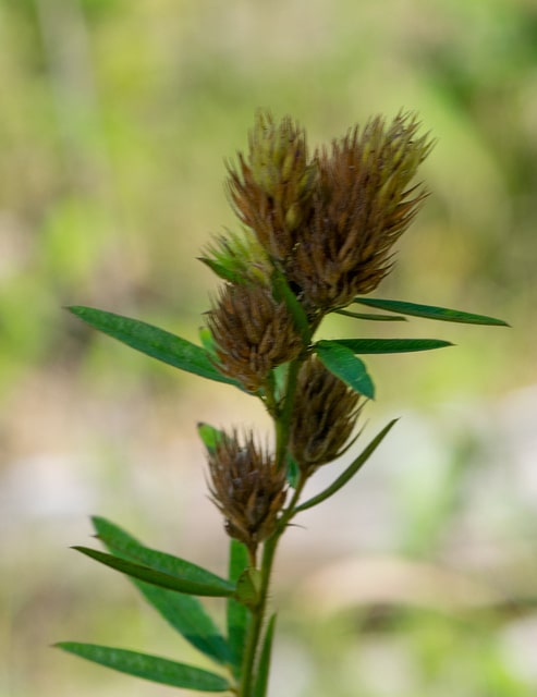 Hedysarum frutescens