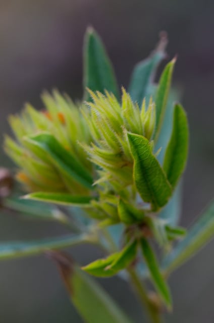 Hedysarum frutescens