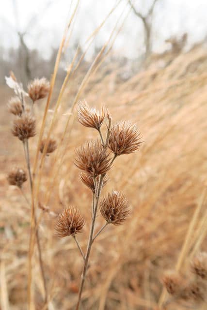 Hedysarum frutescens