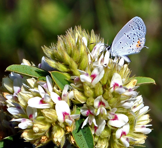 Hedysarum frutescens (Lespedeza capitata)