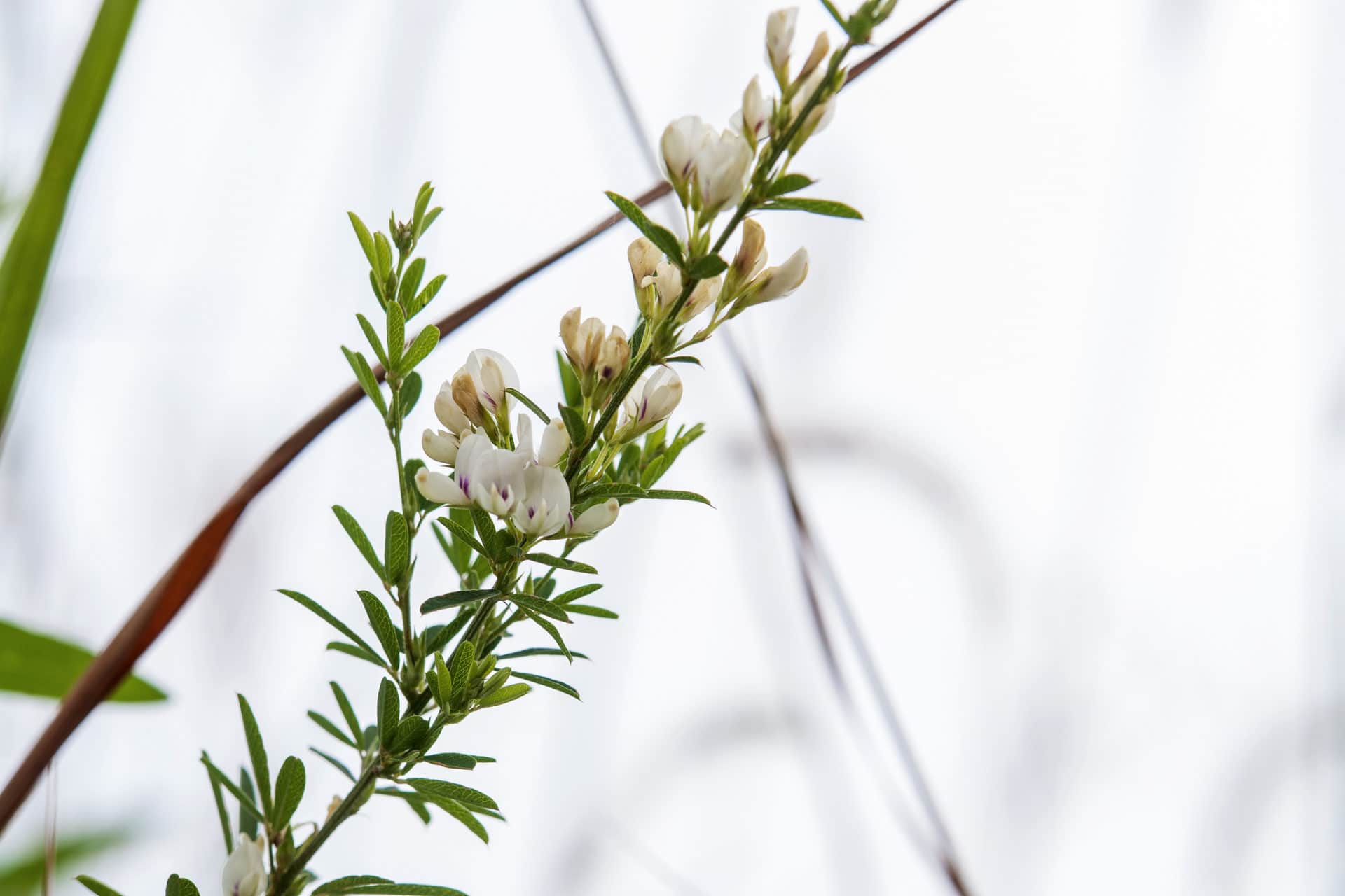 Lespedeza de chine