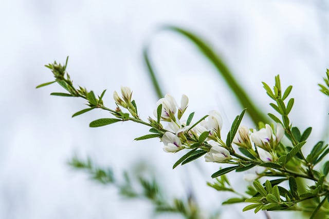 Lespedeza de chine