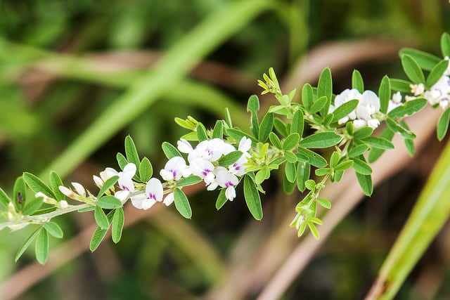 Lespedeza de chine