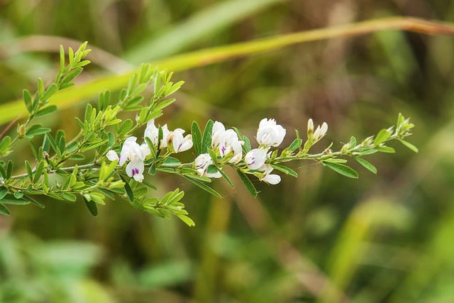 Lespedeza de chine