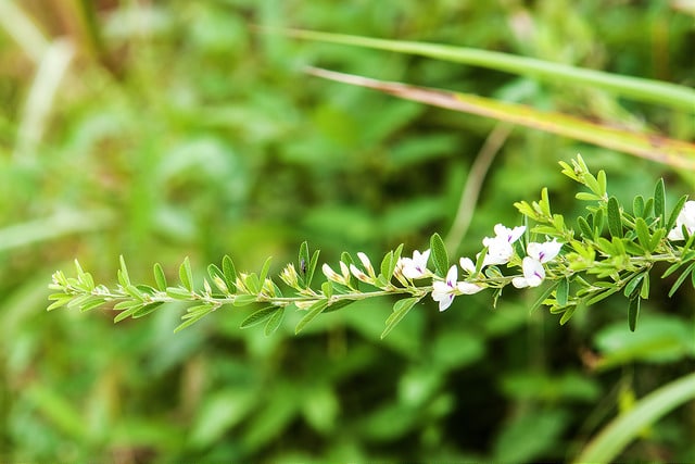 Lespedeza de chine