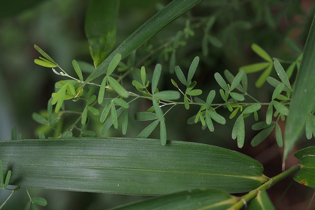 Lespedeza de chine (Lespedeza cuneata)